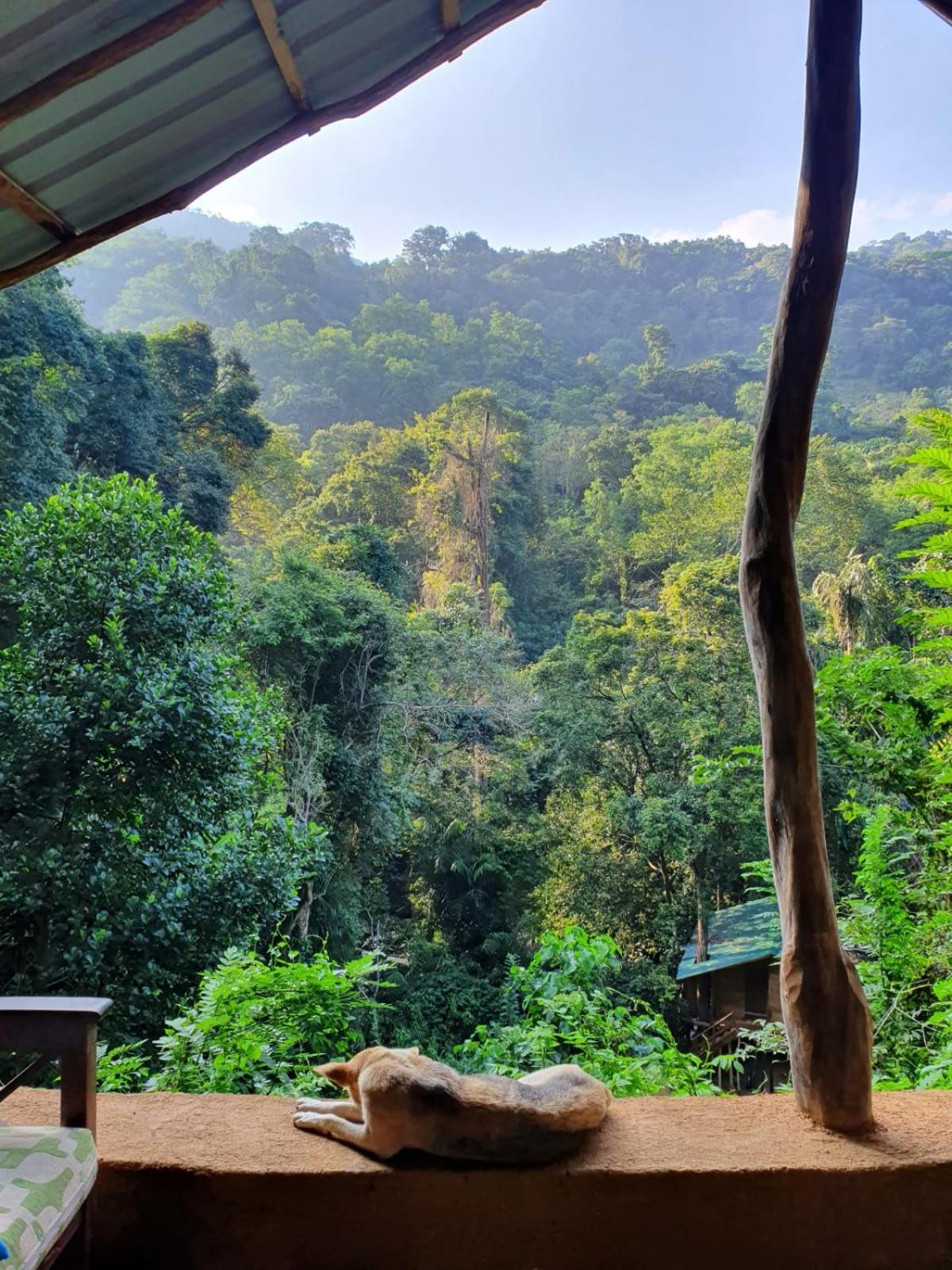 Pallegama Chalet In The Jungle מראה חיצוני תמונה