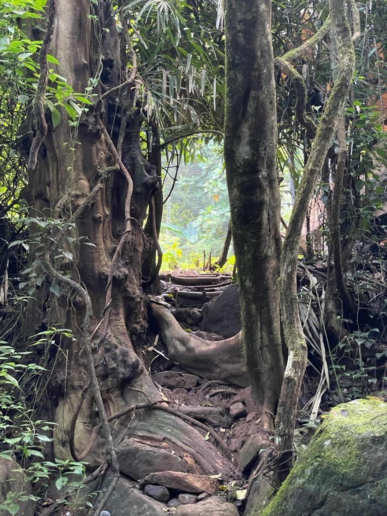 Pallegama Chalet In The Jungle חדר תמונה